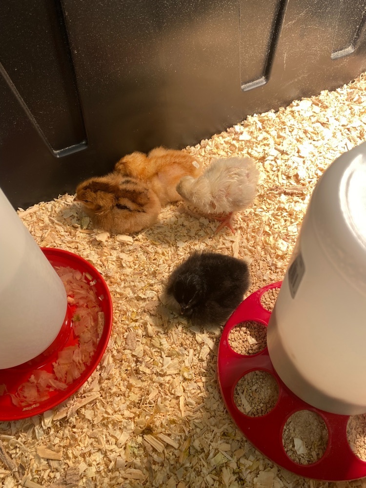 hatched chicks